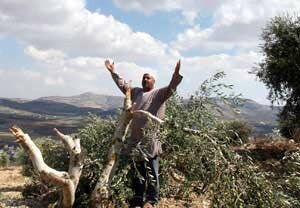 Olive tree farmer